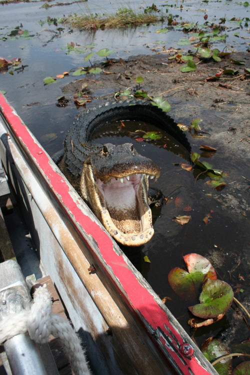 Eine Tour in die Everglades ist fast ein Muss. Dieser Alligator hat uns dann mit seinem Erscheinen beehrt.